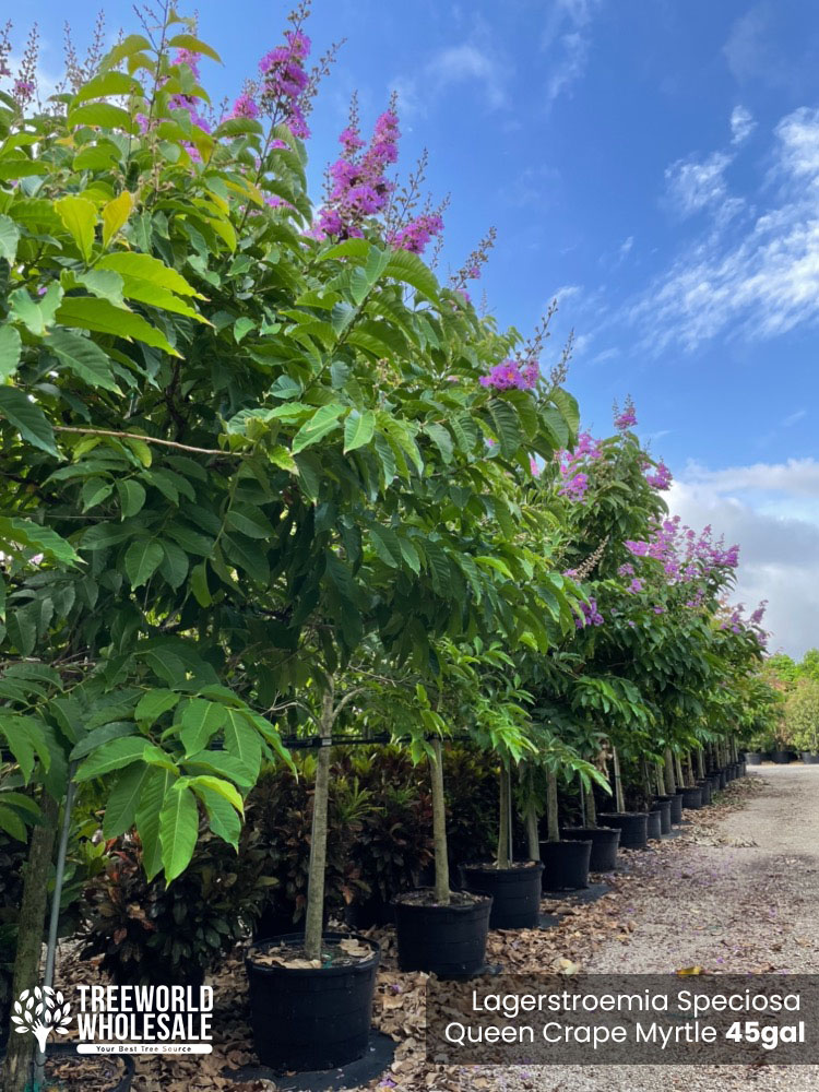 lagerstroemia-speciosa-queen-crape-myrtle-pride-of-india