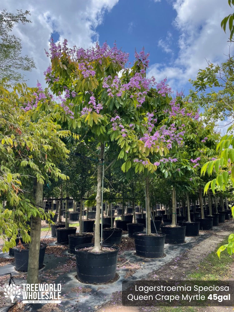 lagerstroemia-speciosa-queen-crape-myrtle-pride-of-india