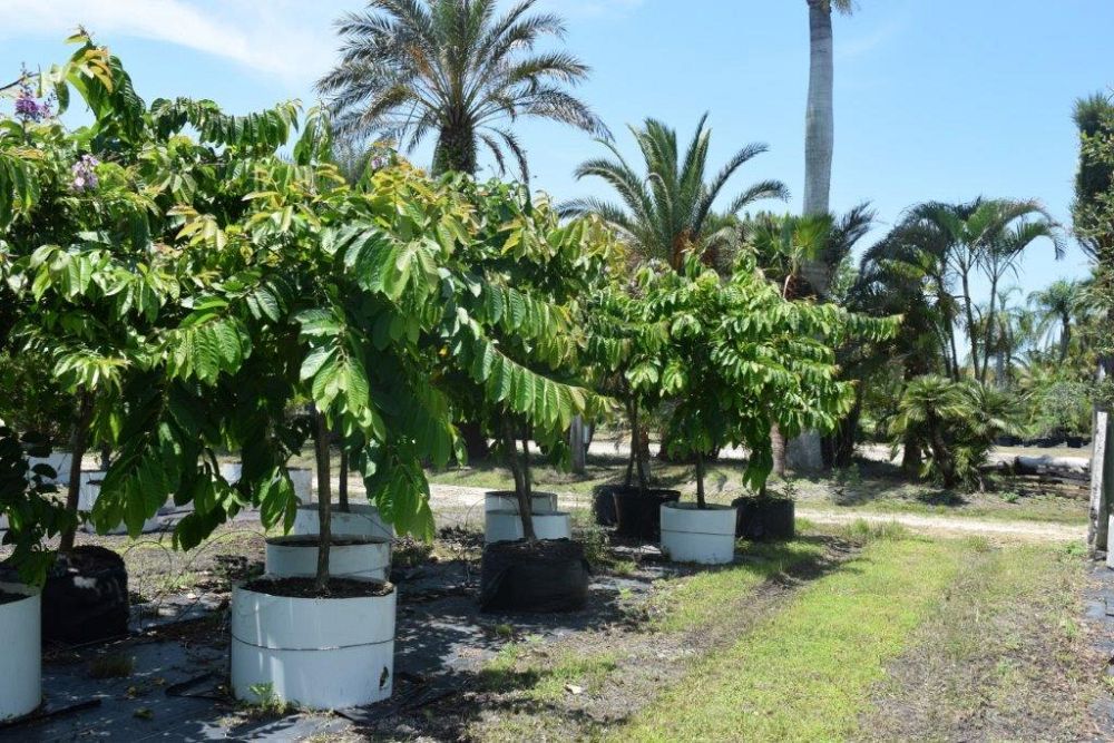 lagerstroemia-speciosa-queen-crape-myrtle-pride-of-india