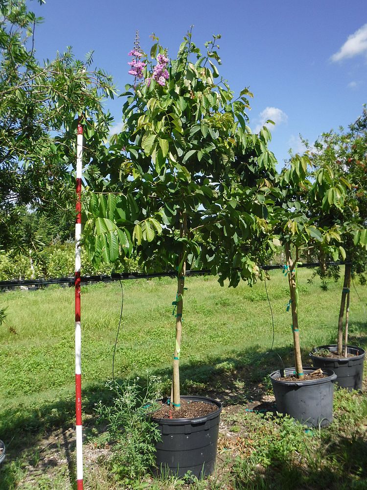 lagerstroemia-speciosa-queen-crape-myrtle-pride-of-india