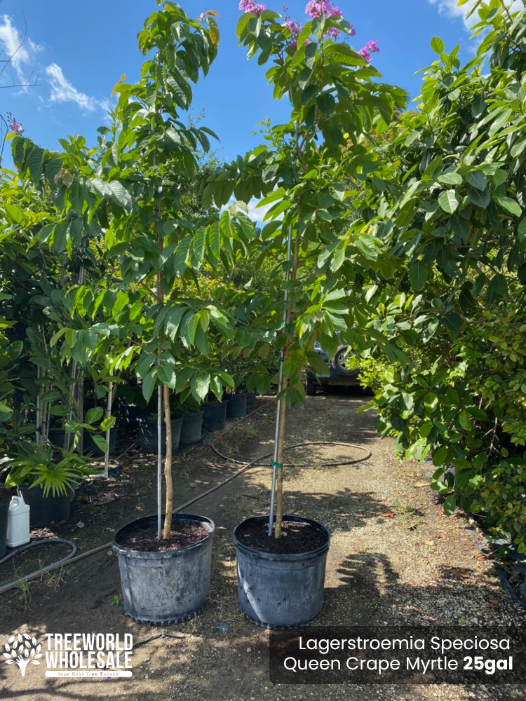 lagerstroemia-speciosa-queen-crape-myrtle-pride-of-india