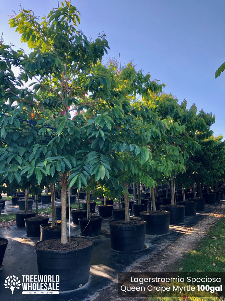 lagerstroemia-speciosa-queen-crape-myrtle-pride-of-india