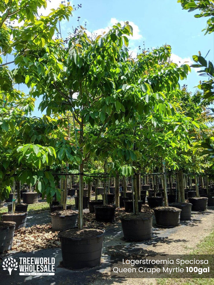 lagerstroemia-speciosa-queen-crape-myrtle-pride-of-india