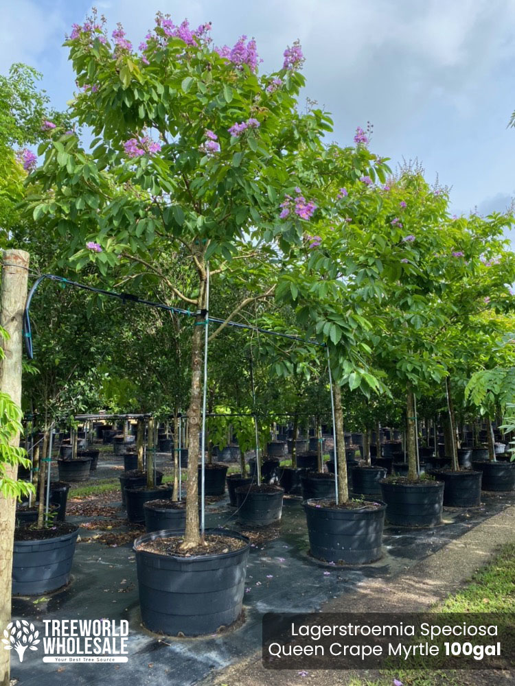 lagerstroemia-speciosa-queen-crape-myrtle-pride-of-india