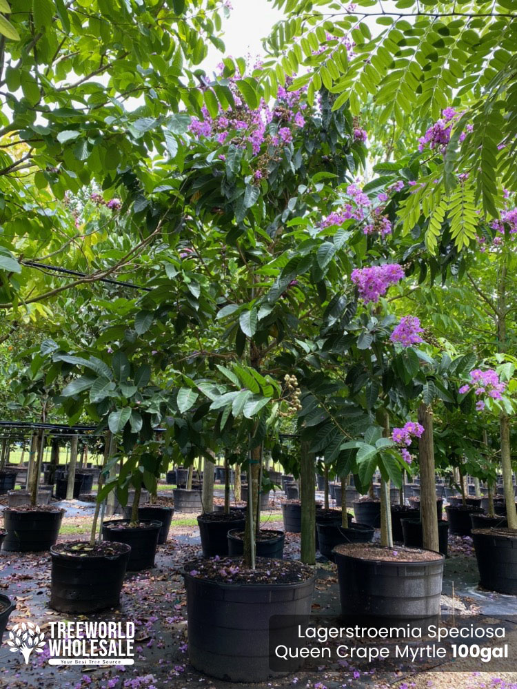 lagerstroemia-speciosa-queen-crape-myrtle-pride-of-india