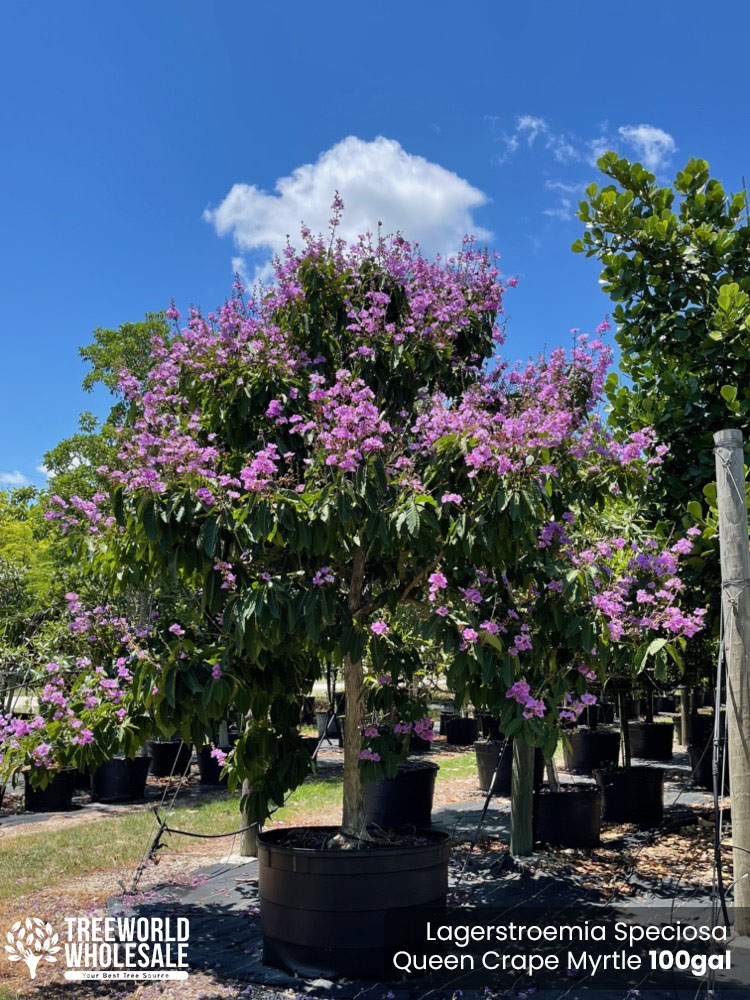 lagerstroemia-speciosa-queen-crape-myrtle-pride-of-india