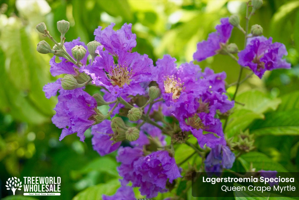 lagerstroemia-speciosa-queen-crape-myrtle-pride-of-india
