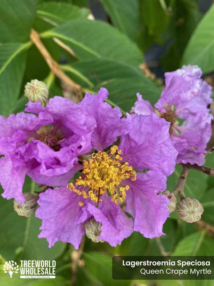 lagerstroemia-speciosa-queen-crape-myrtle-pride-of-india