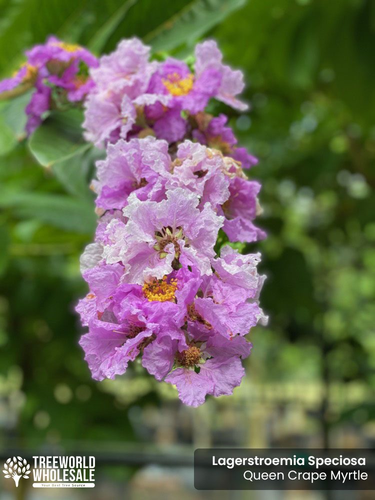lagerstroemia-speciosa-queen-crape-myrtle-pride-of-india