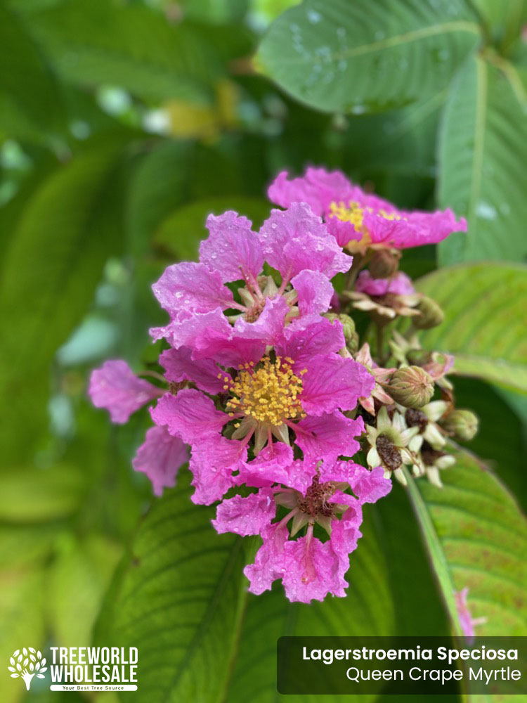 lagerstroemia-speciosa-queen-crape-myrtle-pride-of-india