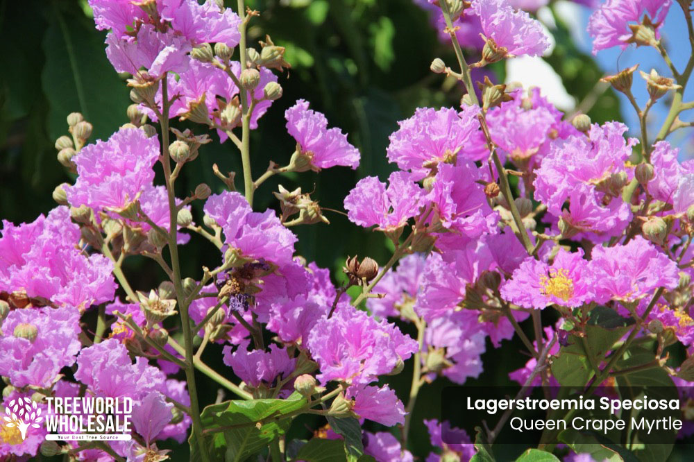 lagerstroemia-speciosa-queen-crape-myrtle-pride-of-india