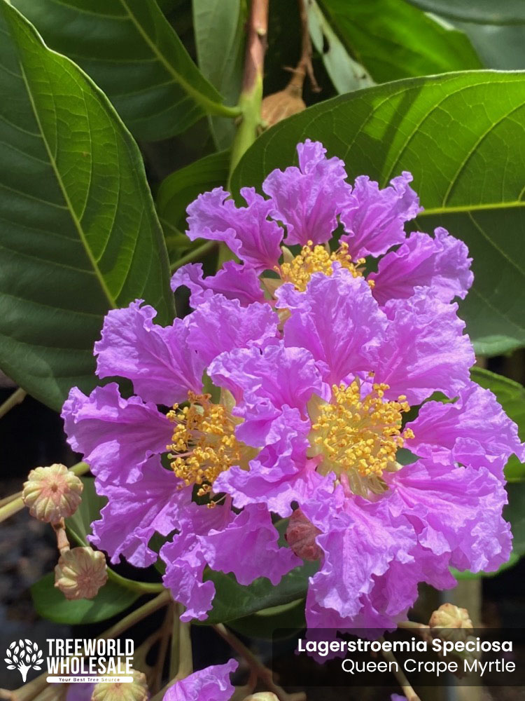 lagerstroemia-speciosa-queen-crape-myrtle-pride-of-india
