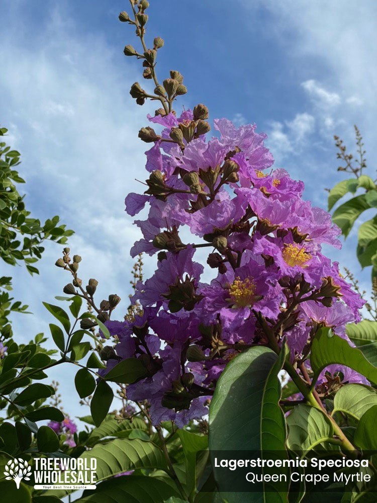 lagerstroemia-speciosa-queen-crape-myrtle-pride-of-india