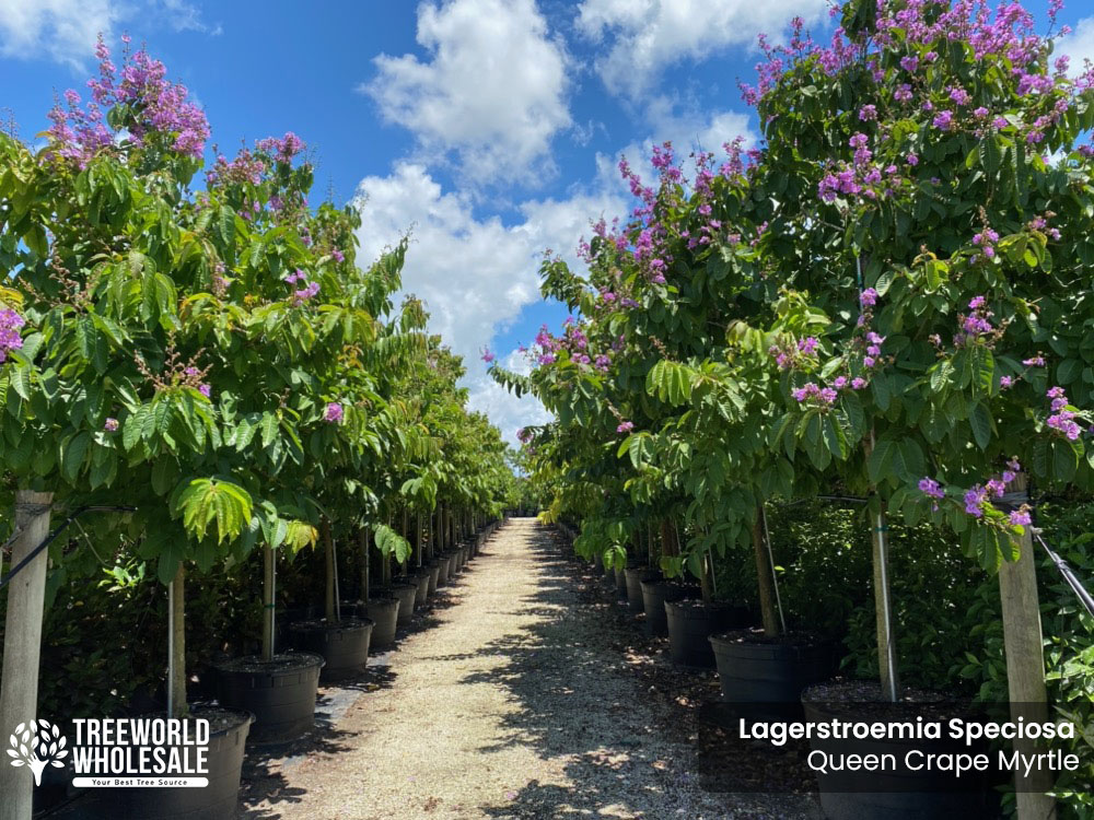 lagerstroemia-speciosa-queen-crape-myrtle-pride-of-india