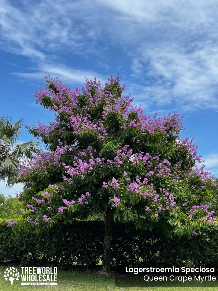 lagerstroemia-speciosa-queen-crape-myrtle-pride-of-india