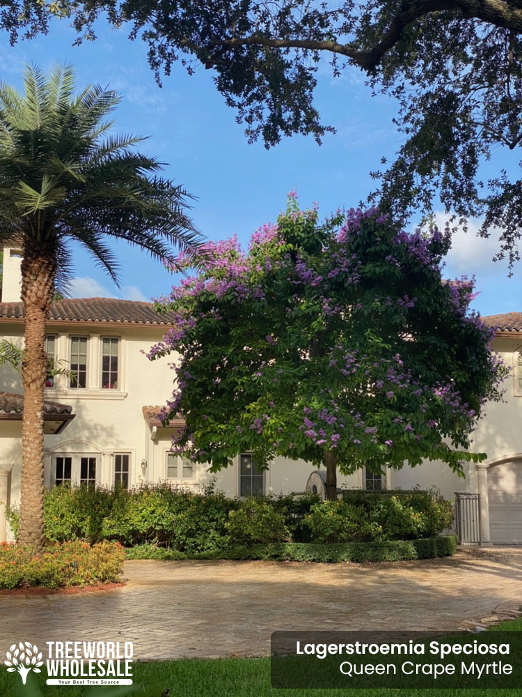 lagerstroemia-speciosa-queen-crape-myrtle-pride-of-india