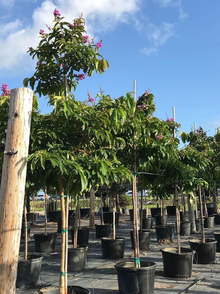 lagerstroemia-speciosa-queen-crape-myrtle-pride-of-india
