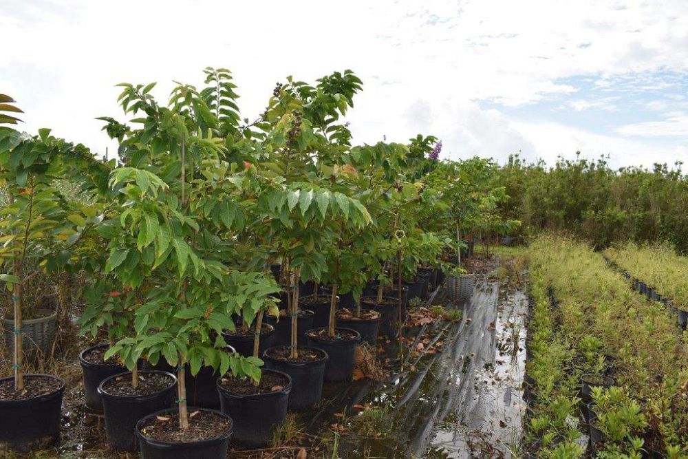 lagerstroemia-speciosa-queen-crape-myrtle-pride-of-india
