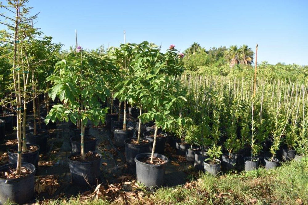 lagerstroemia-speciosa-queen-crape-myrtle-pride-of-india