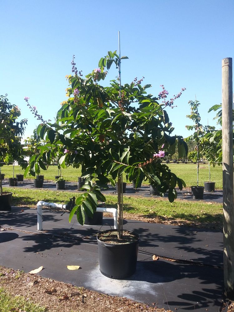 lagerstroemia-speciosa-queen-crape-myrtle-pride-of-india
