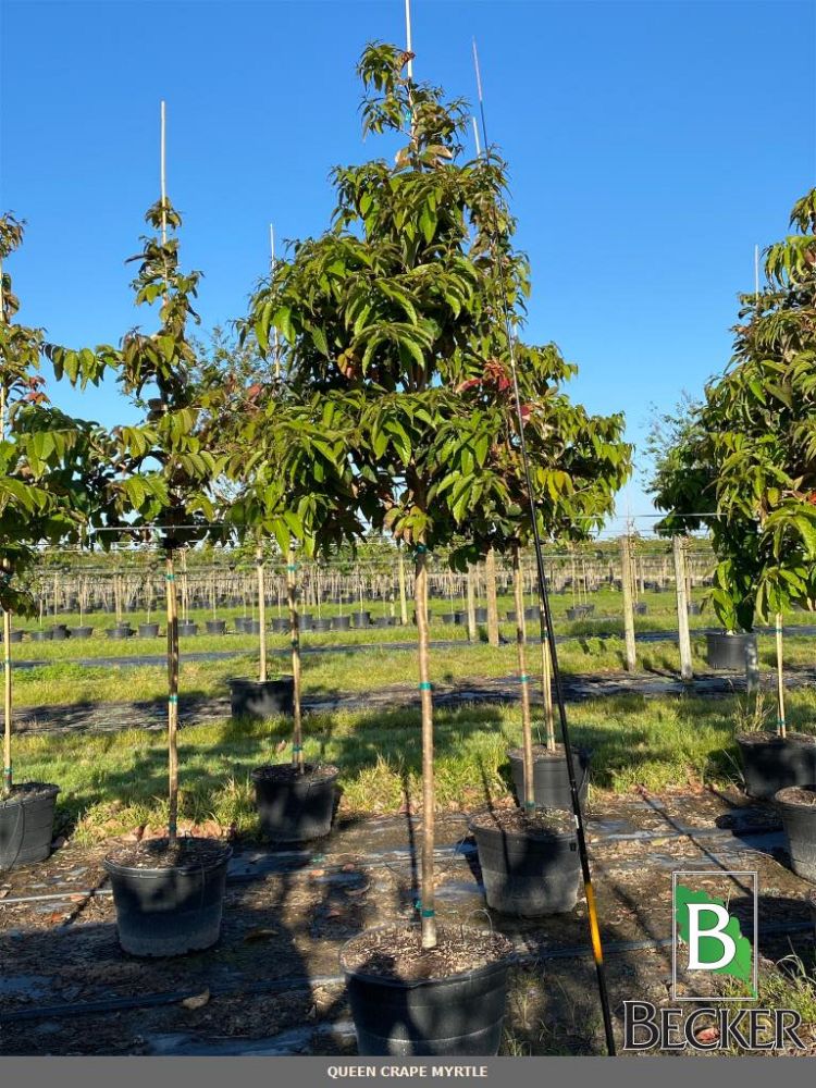 lagerstroemia-speciosa-queen-crape-myrtle-pride-of-india