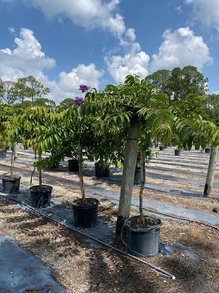 lagerstroemia-speciosa-queen-crape-myrtle-pride-of-india