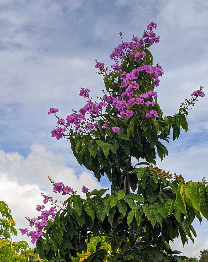 lagerstroemia-speciosa-queen-crape-myrtle-pride-of-india