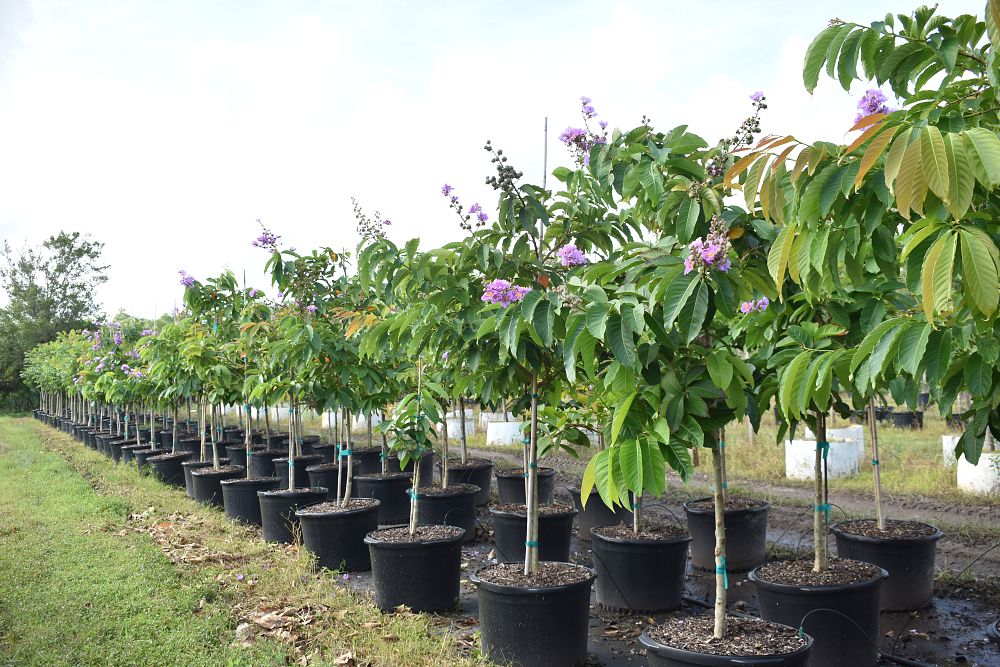 lagerstroemia-speciosa-queen-crape-myrtle-pride-of-india
