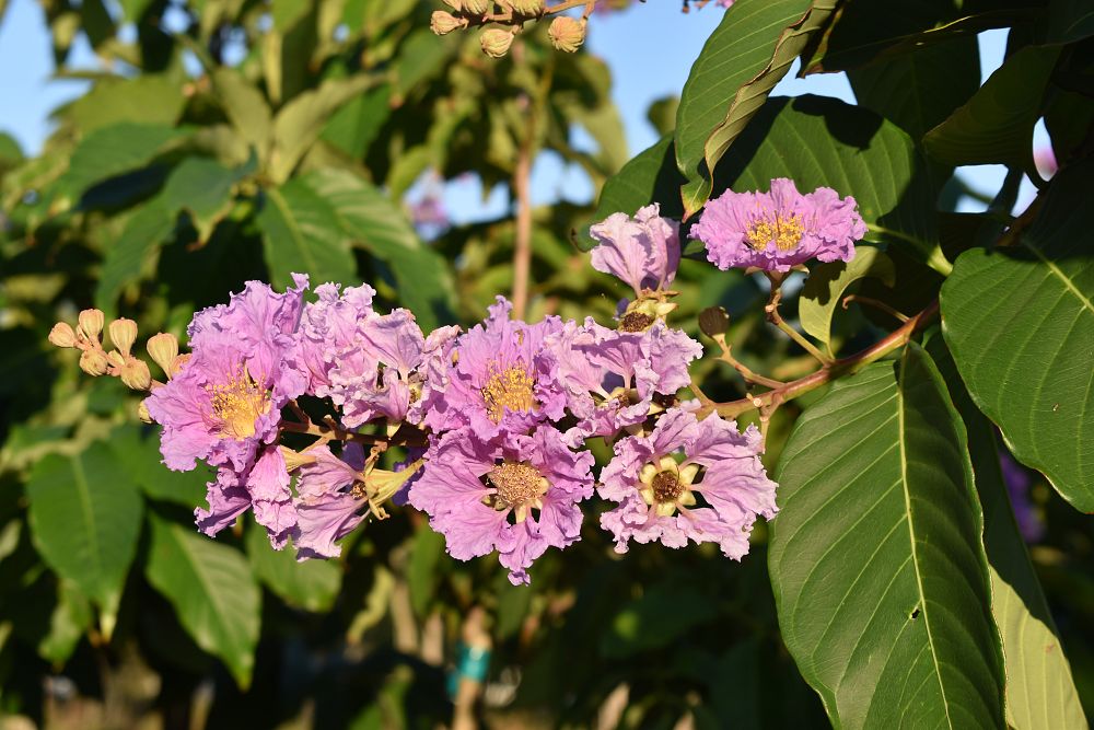 lagerstroemia-speciosa-queen-crape-myrtle-pride-of-india