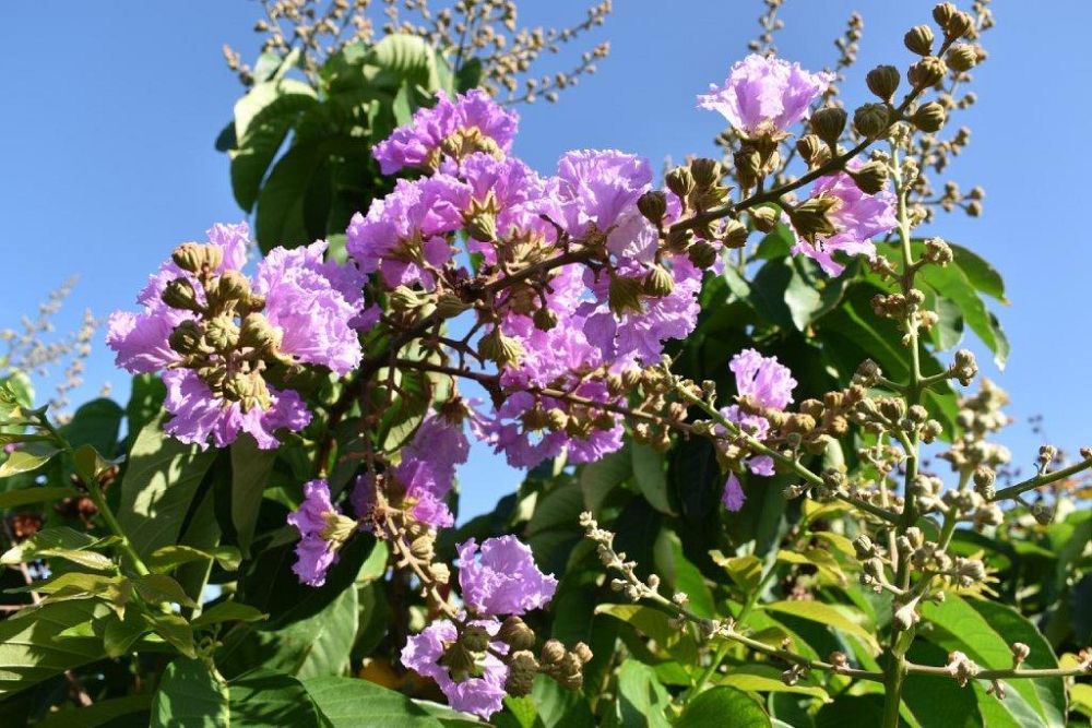 lagerstroemia-speciosa-queen-crape-myrtle-pride-of-india