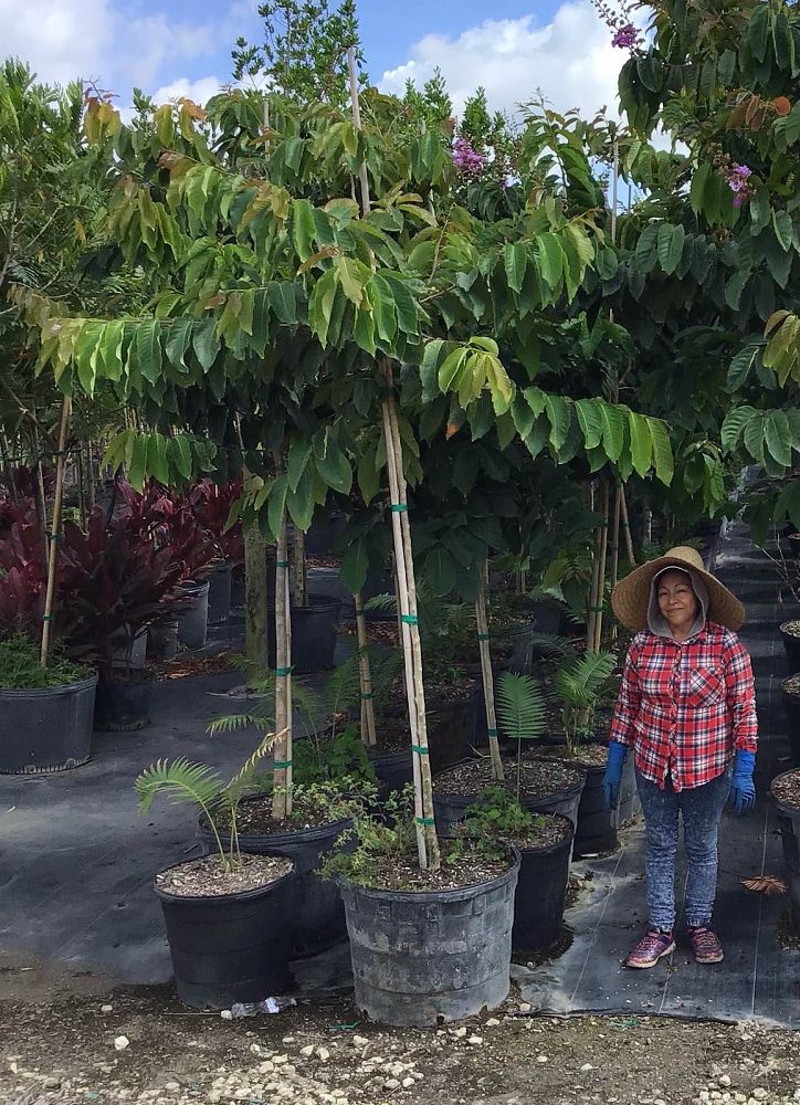 lagerstroemia-speciosa-queen-crape-myrtle-pride-of-india