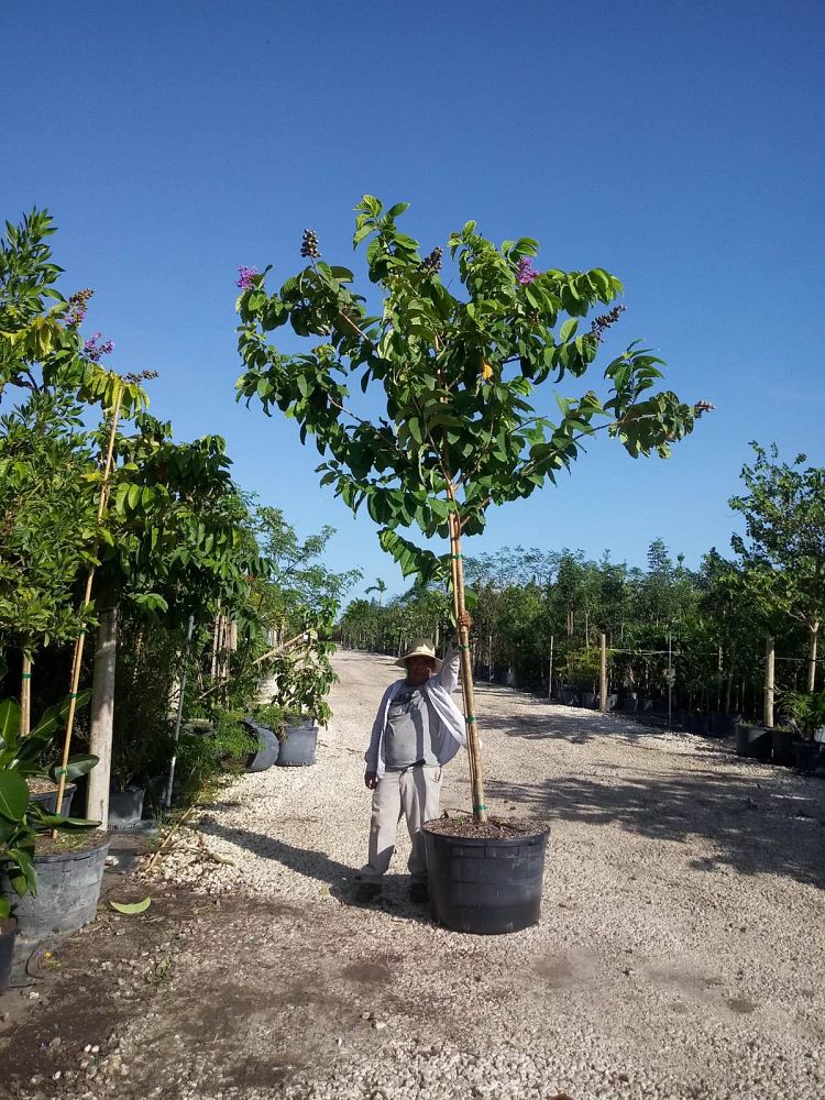 lagerstroemia-speciosa-queen-crape-myrtle-pride-of-india