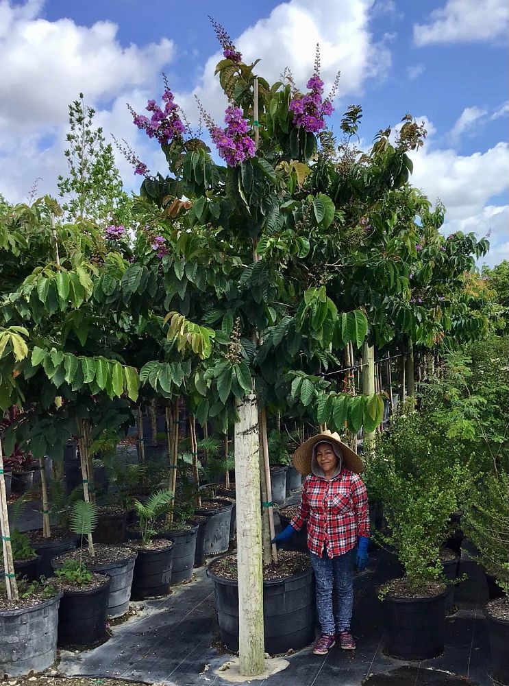 lagerstroemia-speciosa-queen-crape-myrtle-pride-of-india