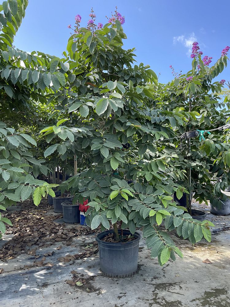 lagerstroemia-speciosa-queen-crape-myrtle-pride-of-india