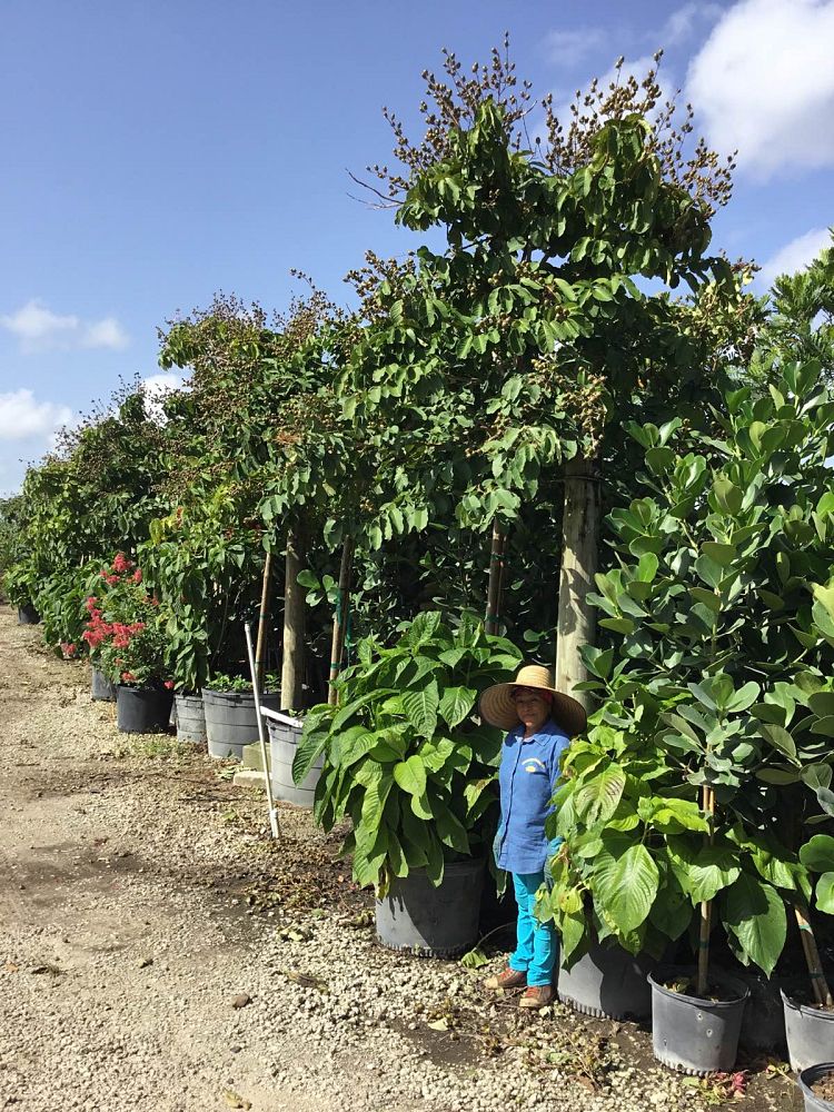 lagerstroemia-speciosa-queen-crape-myrtle-pride-of-india