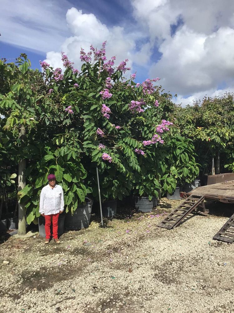lagerstroemia-speciosa-queen-crape-myrtle-pride-of-india