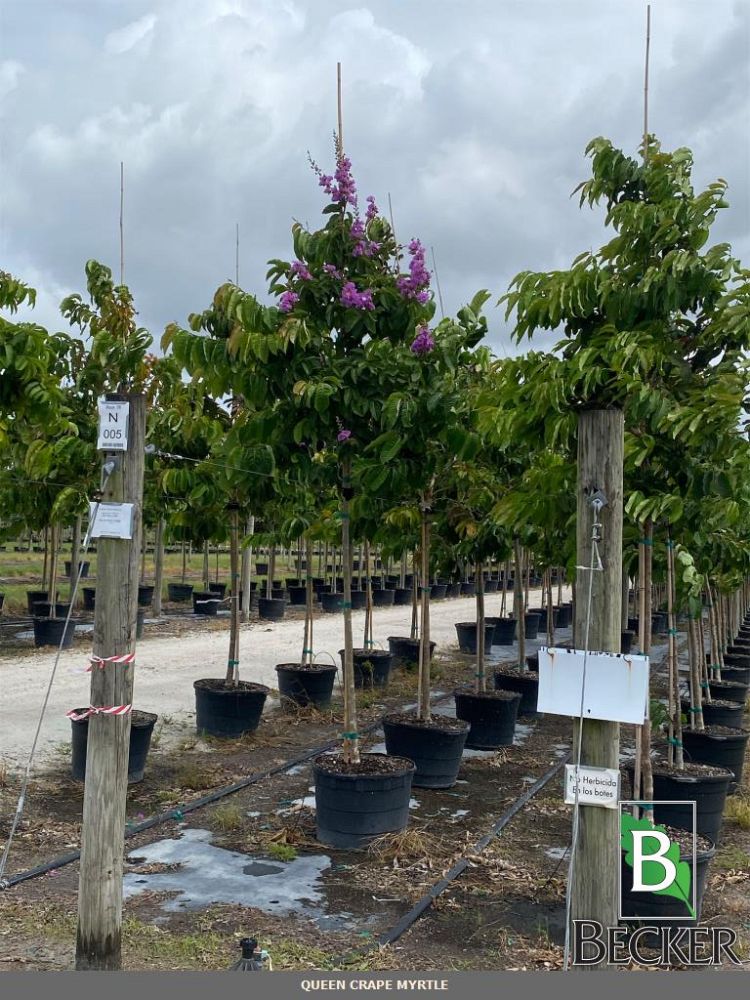 lagerstroemia-speciosa-queen-crape-myrtle-pride-of-india