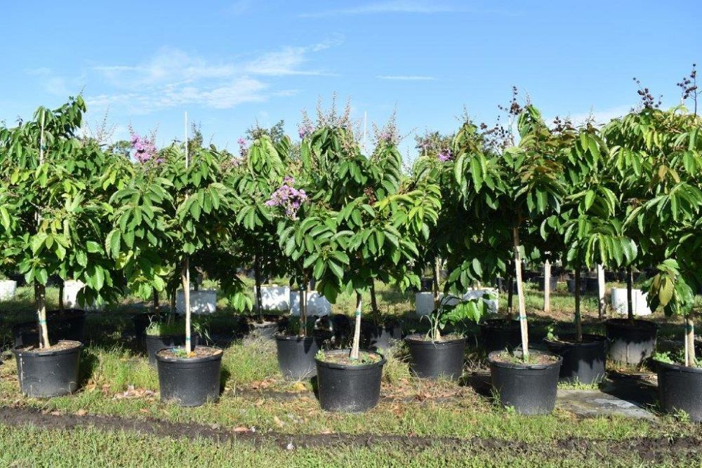 lagerstroemia-speciosa-queen-crape-myrtle-pride-of-india