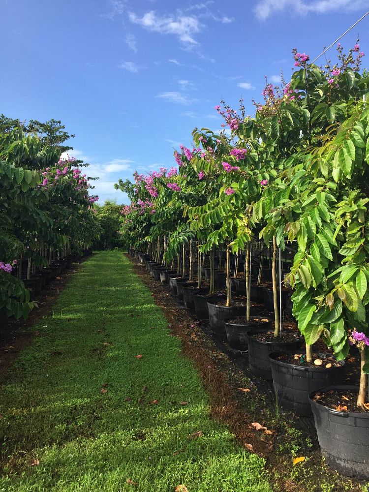 lagerstroemia-speciosa-queen-crape-myrtle-pride-of-india