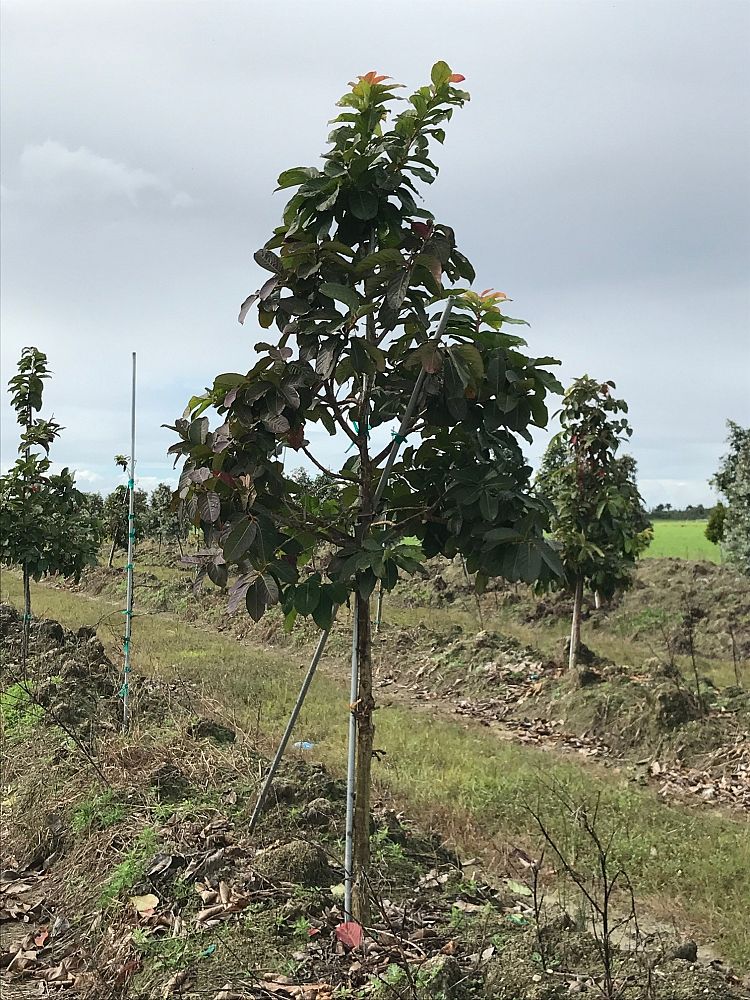 lagerstroemia-speciosa-queen-crape-myrtle-pride-of-india