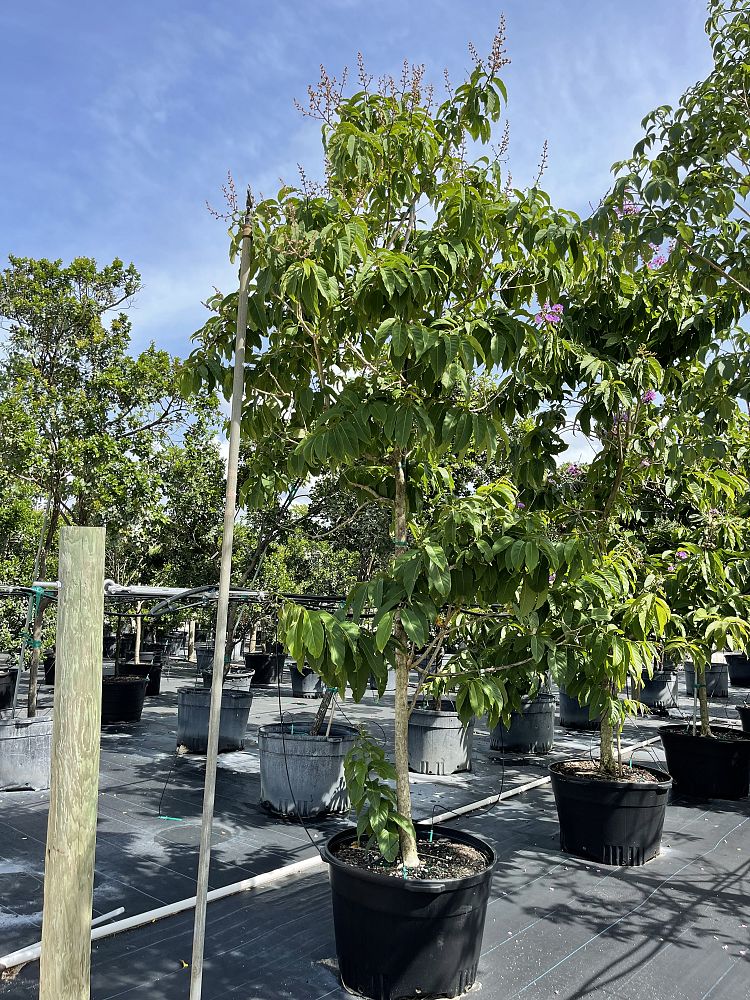 lagerstroemia-speciosa-queen-crape-myrtle-pride-of-india