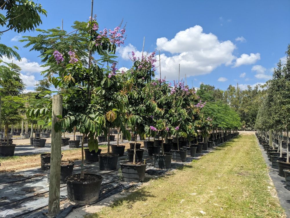 lagerstroemia-speciosa-queen-crape-myrtle-pride-of-india