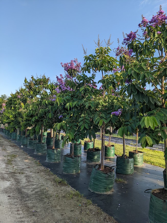 lagerstroemia-speciosa-queen-crape-myrtle-pride-of-india