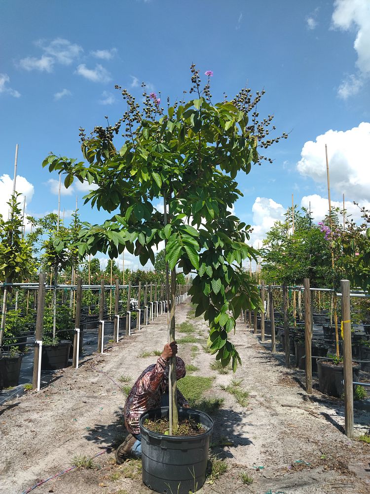 lagerstroemia-speciosa-queen-crape-myrtle-pride-of-india