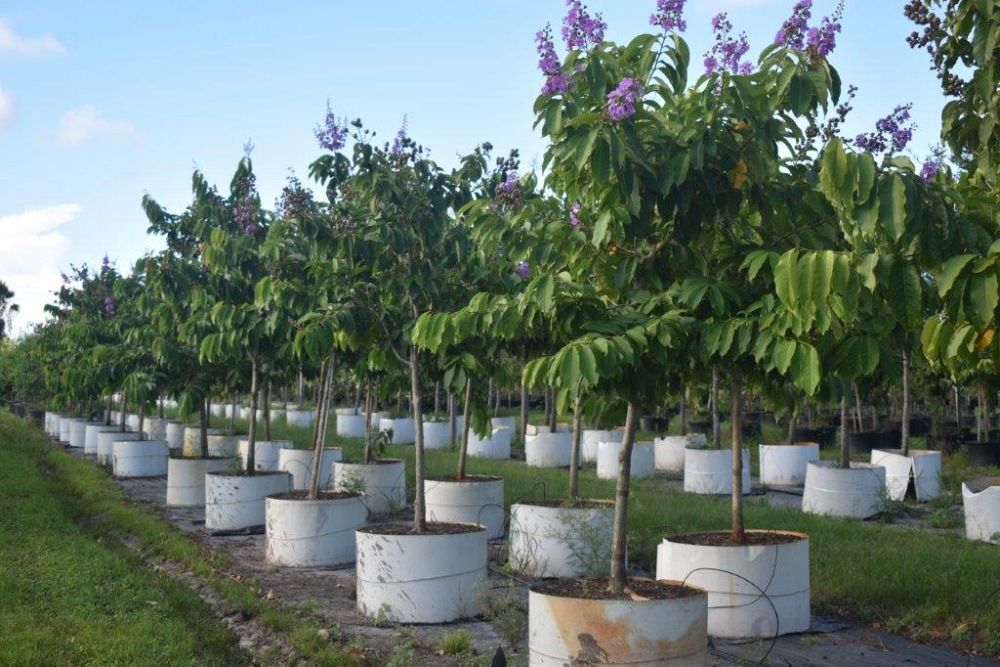 lagerstroemia-speciosa-queen-crape-myrtle-pride-of-india