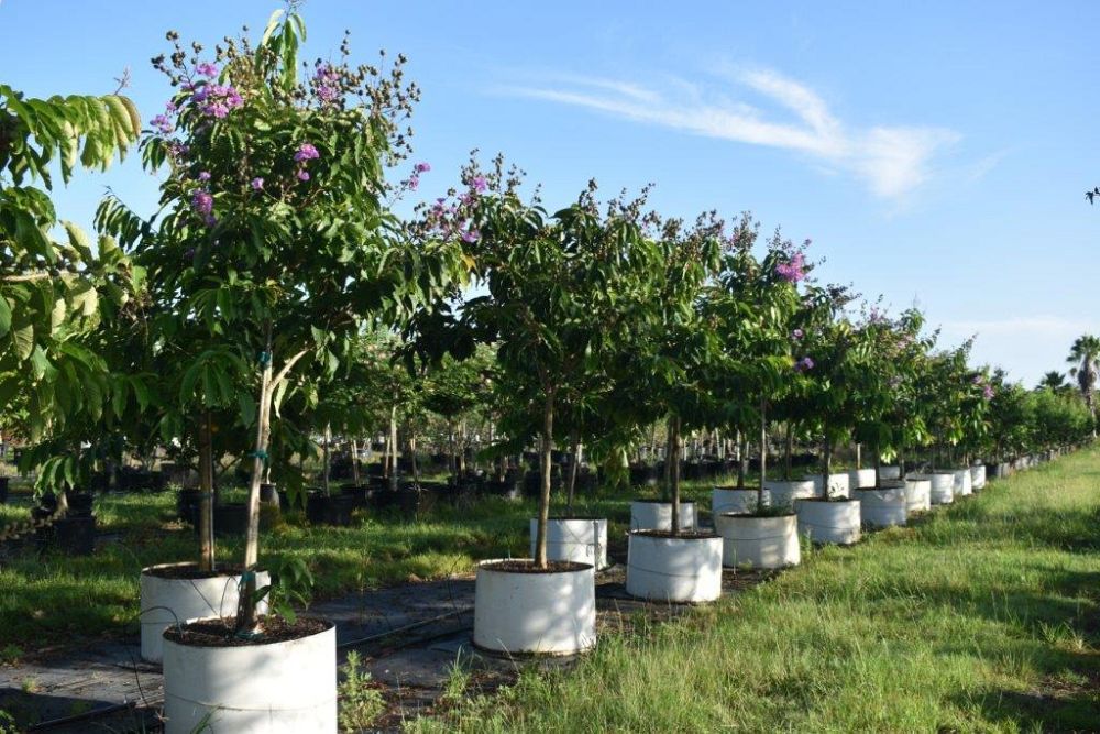 lagerstroemia-speciosa-queen-crape-myrtle-pride-of-india