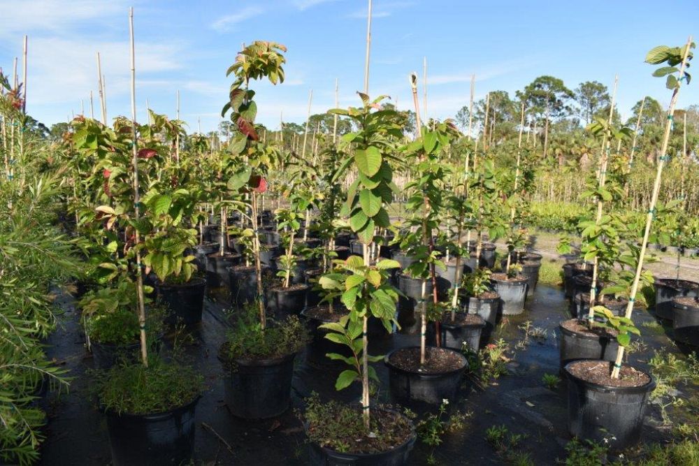 lagerstroemia-speciosa-queen-crape-myrtle-pride-of-india