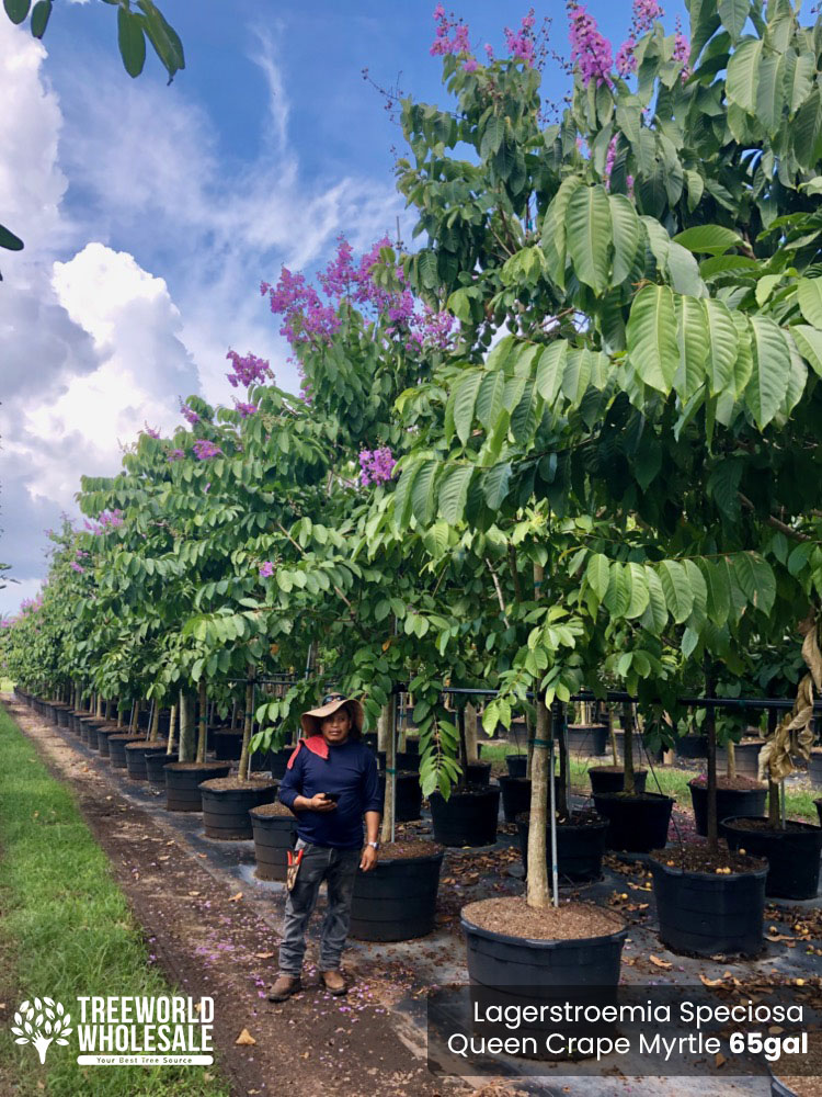 lagerstroemia-speciosa-queen-crape-myrtle-pride-of-india
