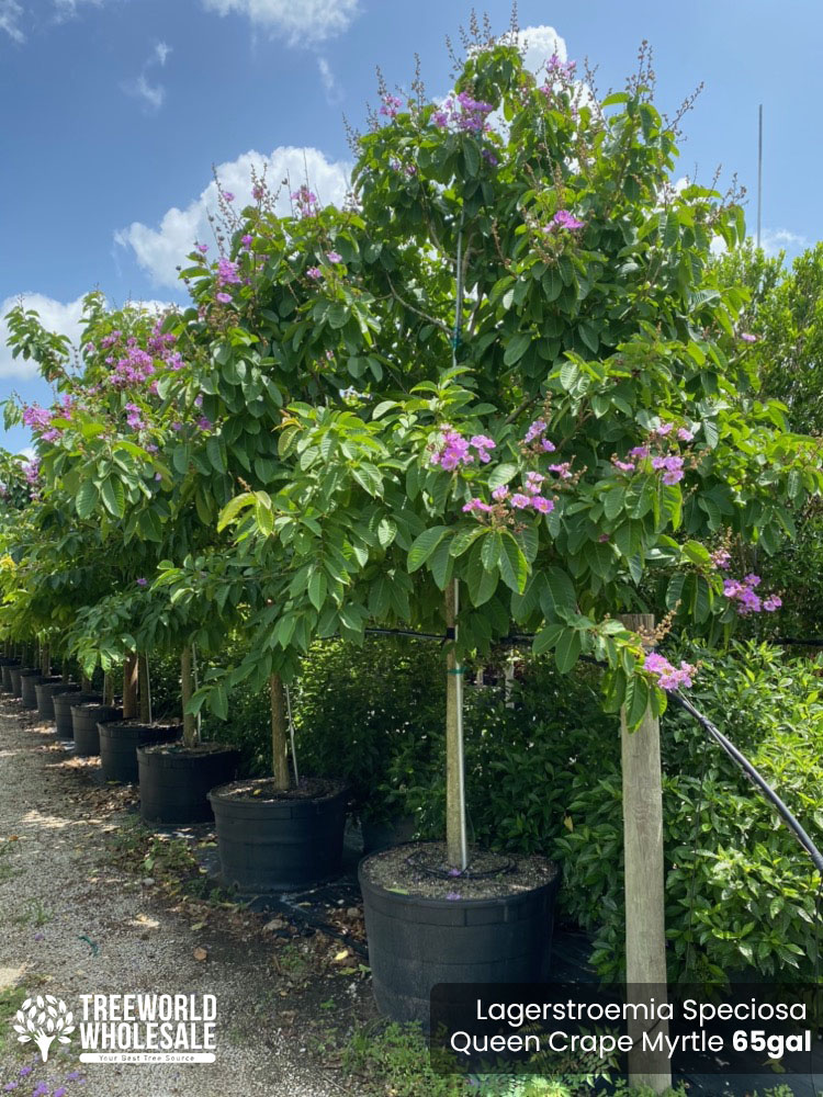 lagerstroemia-speciosa-queen-crape-myrtle-pride-of-india