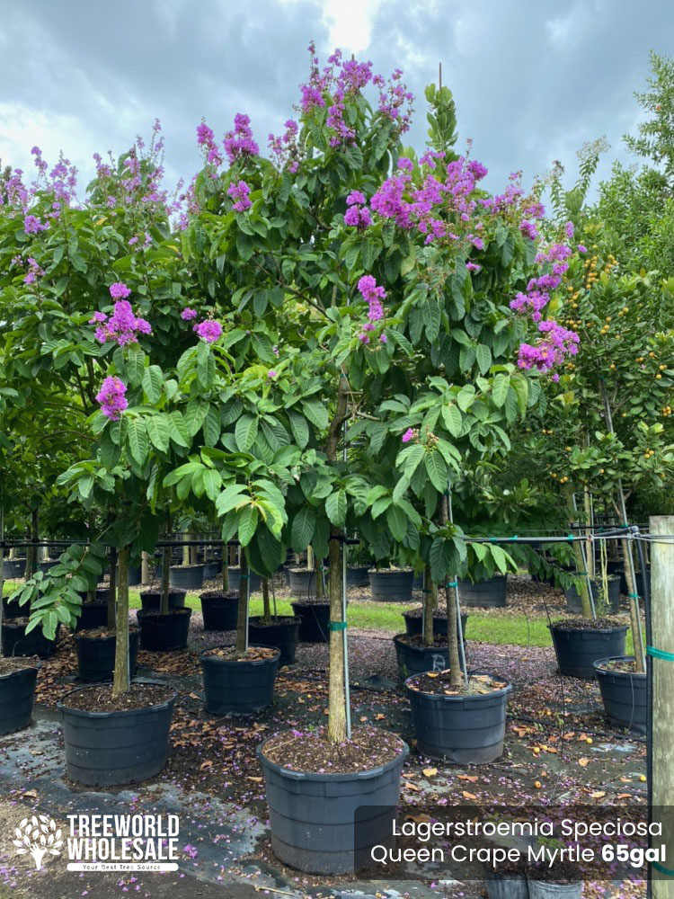 lagerstroemia-speciosa-queen-crape-myrtle-pride-of-india